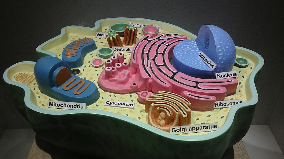 Animal cell structure