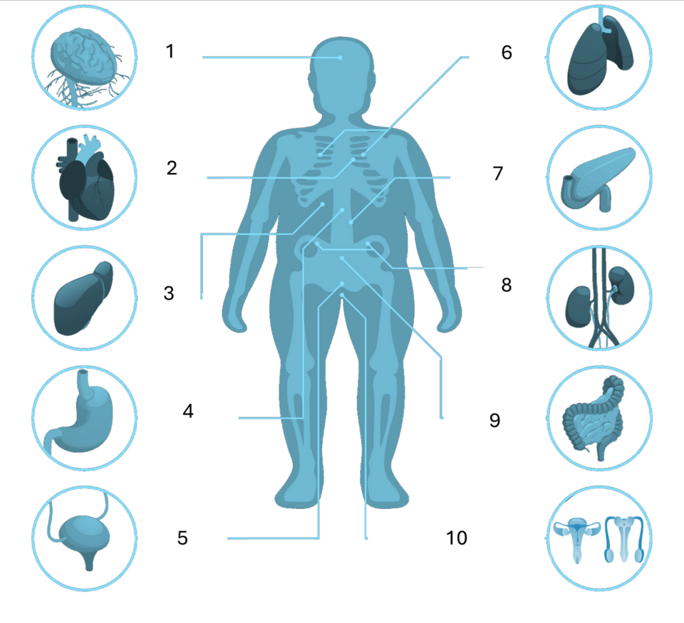 Major organs of the human body