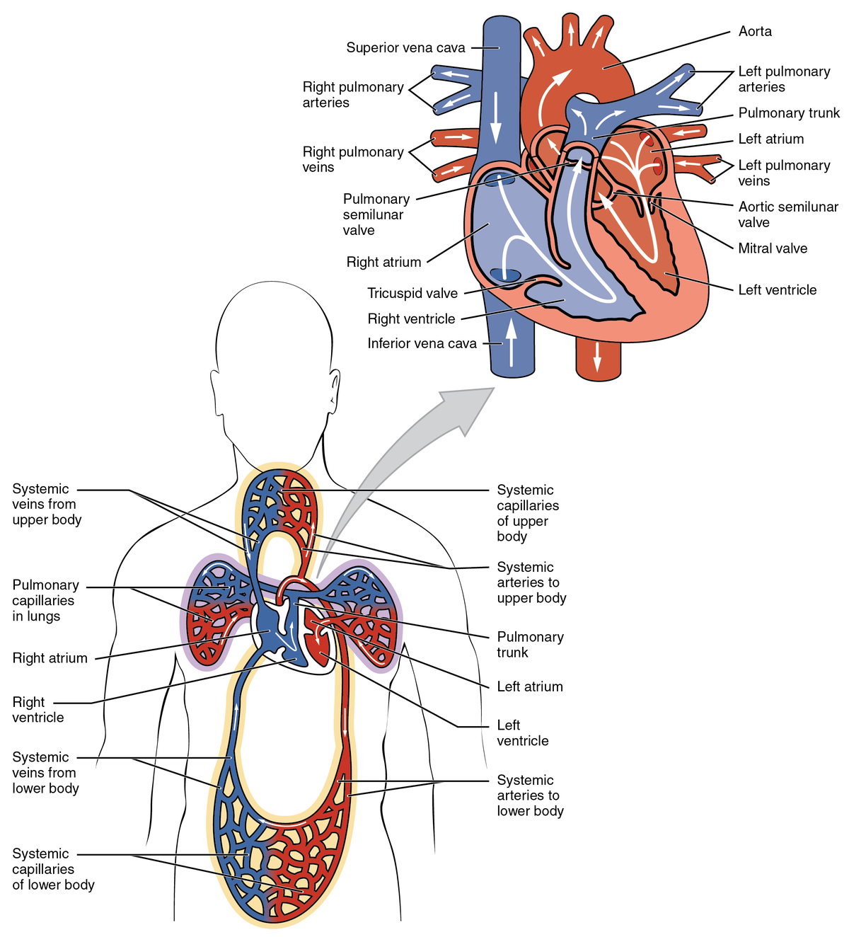 Cardiovascular system