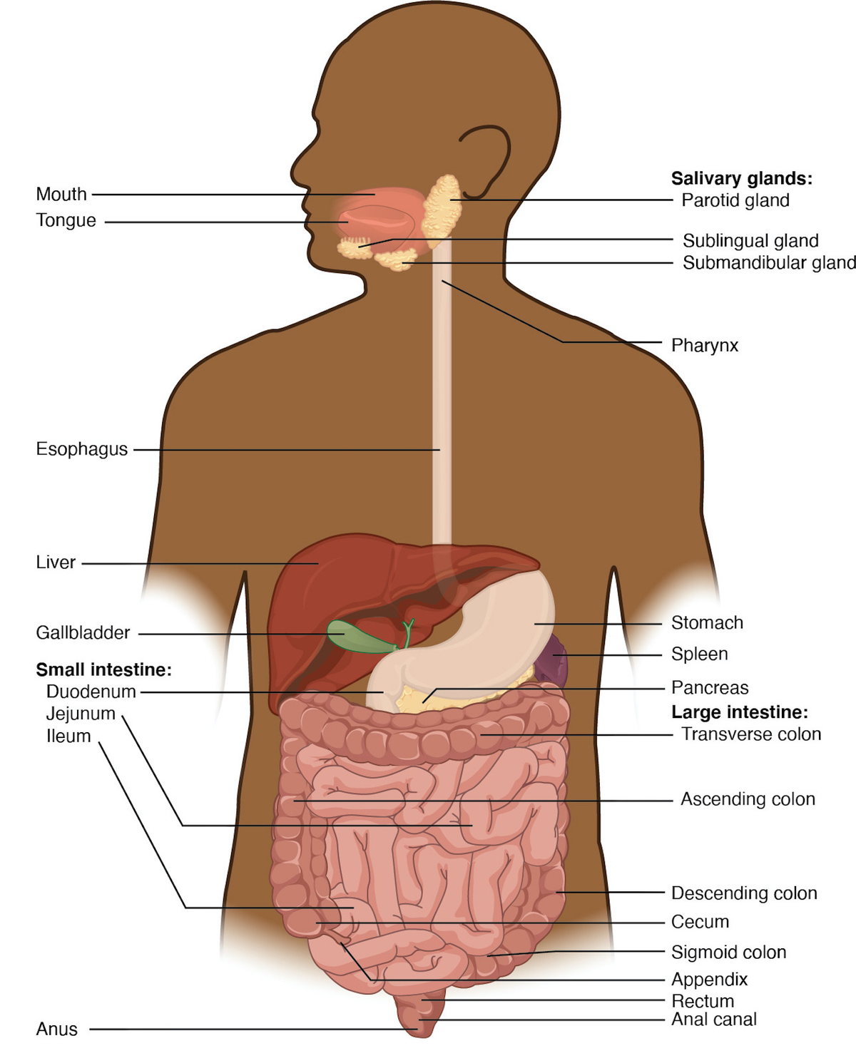 Digestive system
