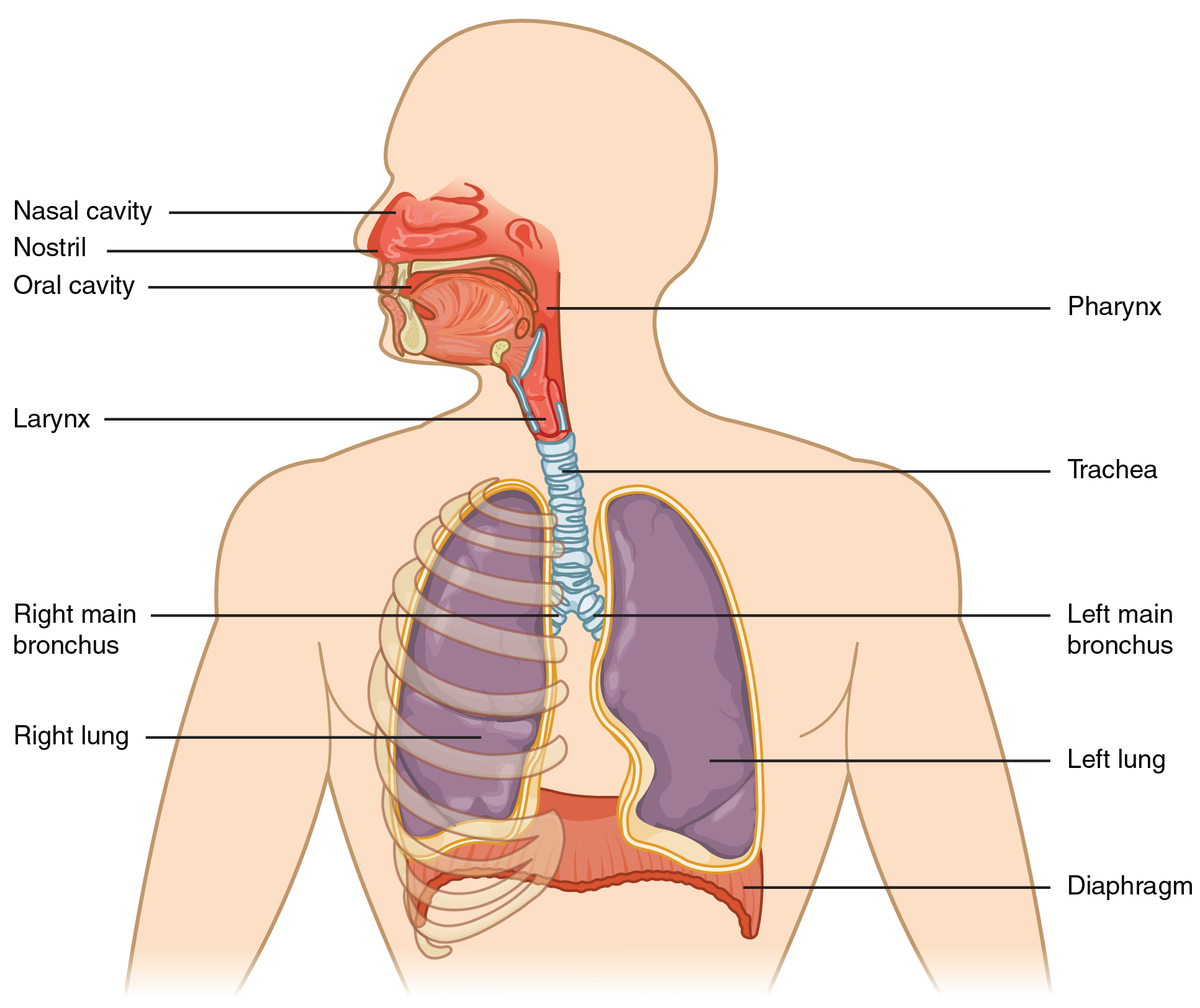 Respiratory system